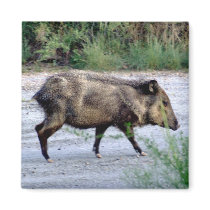 Chihuahuan Desert scene 10 javelina Refrigerator Magnet