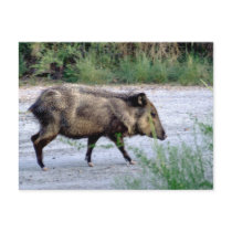 Chihuahuan Desert scene 10 javelina Postcard