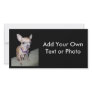 Chihuhahua Looking At You Photo Greeting Card