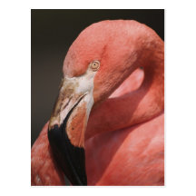 Chilean Flamingo, Phoenicopterus chilensis Post Card