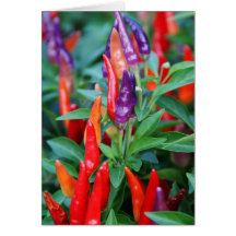 Chili Plant Greeting Card