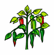 Chili Plant Many Peppers Graphic Cut Out