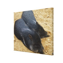 Chill! - Wrapped Canvas Stretched Canvas Print