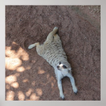 Chilled Meerkat Print