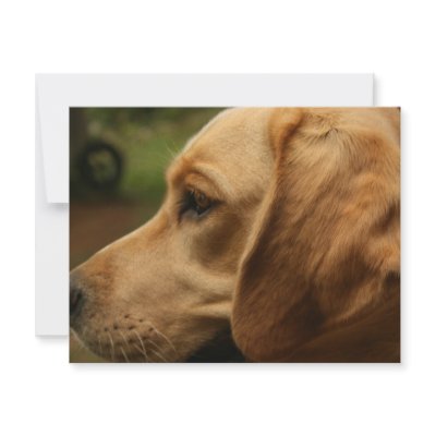 Chilli Dog Invites by pamelajayne