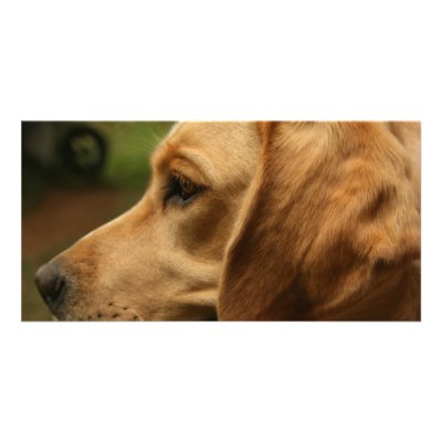 Chilli Dog Personalized Photo Card by pamelajayne