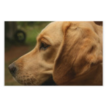 Chilli Dog Custom Stationery