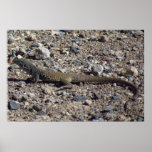 Chillin de Whiptail dans la chaleur Posters