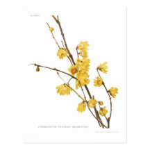 Chimonanthus fragrans postcard