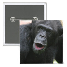 Chimp Chat  Button