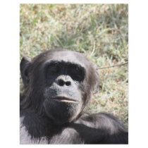 Chimp Letterhead Template