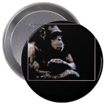 chimp likes to chill pinback button