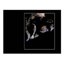 chimp likes to chill postcard