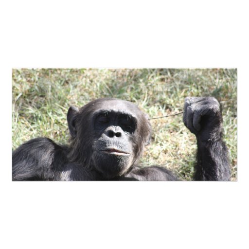 Chimp Photo Card