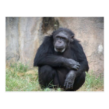 Chimp Post Cards