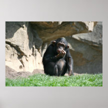 Chimp Poster