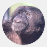 Chimp Sticker