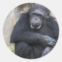 Chimp sticker