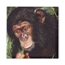 Chimpansee aimants