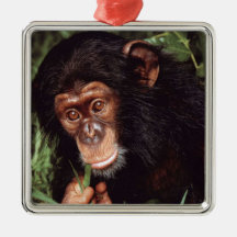 Chimpansee Christmas Ornament