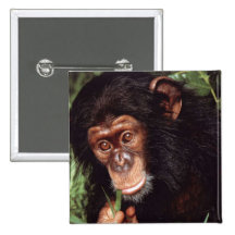 Chimpansee Pinback Button