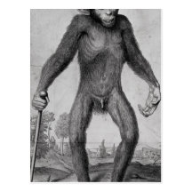 Chimpanzee, 1699 post card