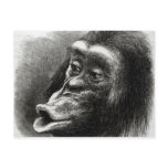 Chimpanzee Disappointed and Sulky Post Cards