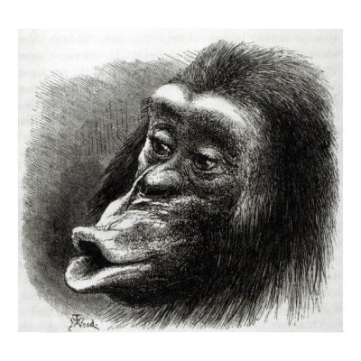 Chimpanzee Disappointed and Sulky Poster by bridgemanart