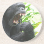 Chimpanzee Fangs Coaster