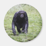 Chimpanzee Fridge Magnets