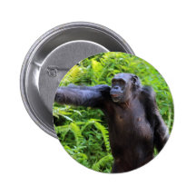 Chimpanzee Pinback Button