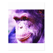 Chimpanzee Post Cards