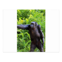 Chimpanzee Postcard