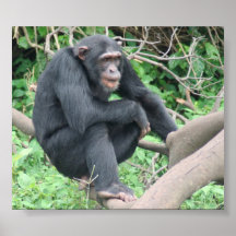 Chimpanzee poster