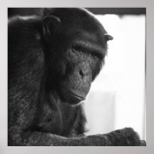chimpanzee poster - the thinker