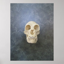 Chimpanzee Skull Print