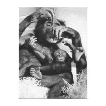 CHIMPANZEES GALLERY WRAP CANVAS