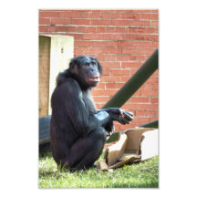 CHIMPANZEES PHOTO ART