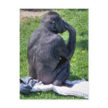 CHIMPANZEES POST CARD