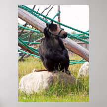 Chimphorse poster