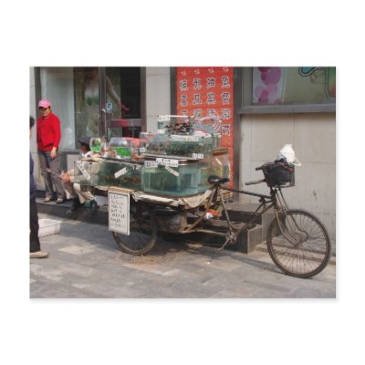 China Bicycle--selling fish Postcards by work2travel