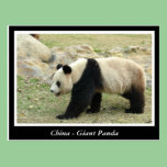China, Giant panda postcards