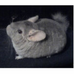 Chinchilla Shaped Keychain Cut Outs