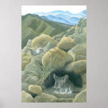 Chinchillas dans le sauvage poster