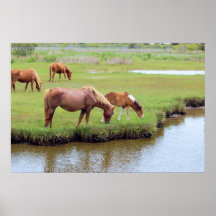 Chincoteague Ponies - Grazing Poster