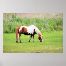 Chincoteague Pony - Stallion Print