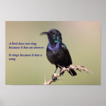 Chinese Bird Proverb Poster