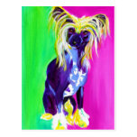 Chinese Crested #1 Postcards