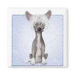 Chinese Crested 2