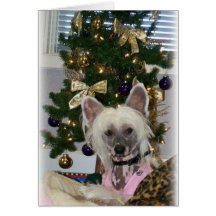 Chinese Crested Christmas Card